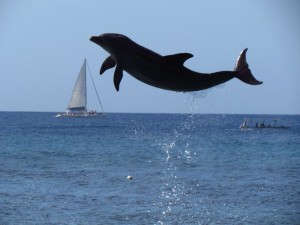 Dolphin soars in the sky, dolphin jumping, leaping, dolphin breaching, Jamaica, Caribbean, swimming,family time, vacation, dolphins, sting rays (20)