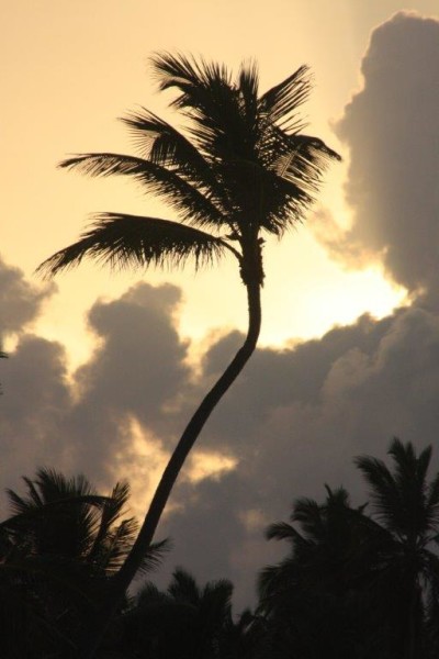 Palm tree, Caribbean, Barcelo, islands, Punta Cana, resorts, Caribbean resort (46)