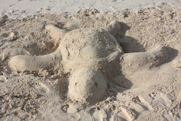 Sand turtle, turtle, Caribbean, Barcelo, islands, Punta Cana, resorts, Caribbean resort (44)