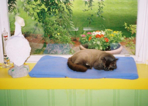 Bianca Tyler  cozy window  animal lover  dogs  cats  love  devotion  teach children to love animals (1)cu