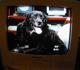 Bianca Tyler  TV  television  dog on television (3)