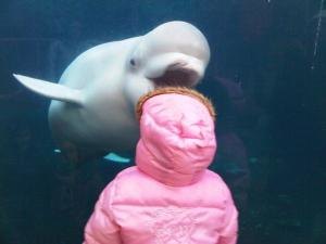 Bianca Tyler  animal lover  beluga whale  teach children to love animals (233)
