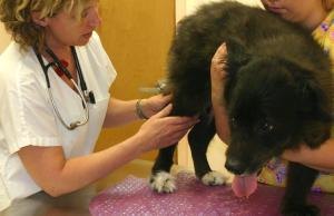 Bianca Tyler  bandage  paw  animal lover  veterinarian (1)