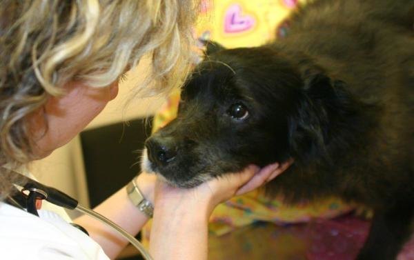 Bianca Tyler  bandage  paw  animal lover  veterinarian (2)