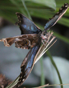 World of Wings, New York, butterflies, turtles, atrium,  (10)