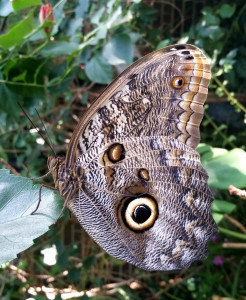 World of Wings, New York, butterflies, turtles, atrium,  (13)