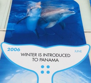 Clearwater Marine Aquarium, Winter, Hope, Dolphin Tale, Dolphin Tale movie, Dolphin Tale 2 (15)