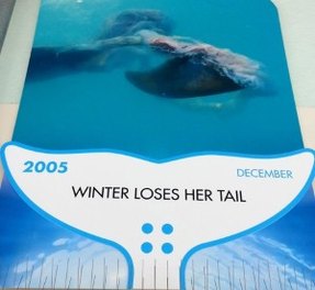Clearwater Marine Aquarium, Winter, Hope, Dolphin Tale, Dolphin Tale movie, Dolphin Tale 2 (12)
