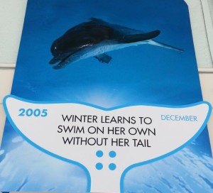 Clearwater Marine Aquarium, Winter, Hope, Dolphin Tale, Dolphin Tale movie, Dolphin Tale 2 (13)