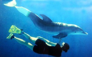 Clearwater Marine Aquarium, Winter, Hope, Dolphin Tale, Dolphin Tale movie, Dolphin Tale 2 (27)