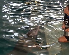 Clearwater Marine Aquarium, Winter, Hope, Dolphin Tale, Dolphin Tale movie, Dolphin Tale 2 (7)