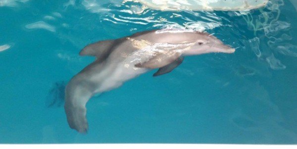 Clearwater Marine Aquarium, Winter, Hope, Dolphin Tale, Dolphin Tale movie, Dolphin Tale 2 (8)