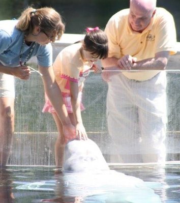 Beluga, Juno, Mystic Aquarium, touching whale, touching Beluga