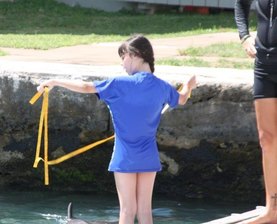 Dolphin Trainer, Dolphin Quest, Bermuda, Hawaii, baby dolphins, feeding dolphins, gating, measuring, loving dolphins (10)a