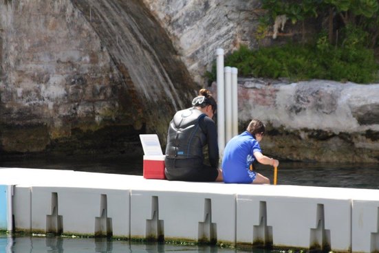 Dolphin Trainer, Dolphin Quest, Bermuda, Hawaii, baby dolphins, feeding dolphins, gating, measuring, loving dolphins (11)