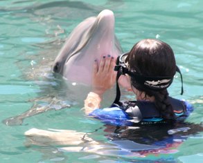 Dolphin Trainer, Dolphin Quest, Bermuda, Hawaii, baby dolphins, feeding dolphins, gating, measuring, loving dolphins (12)