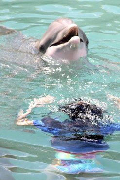 Dolphin Trainer, Dolphin Quest, Bermuda, Hawaii, baby dolphins, feeding dolphins, gating, measuring, loving dolphins (13)