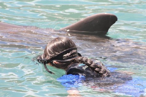 Dolphin Trainer, Dolphin Quest, Bermuda, Hawaii, baby dolphins, feeding dolphins, gating, measuring, loving dolphins (16)