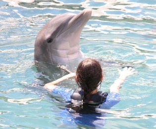 Dolphin Trainer, Dolphin Quest, Bermuda, Hawaii, baby dolphins, feeding dolphins, gating, measuring, loving dolphins (20)
