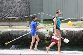 Dolphin Trainer, Dolphin Quest, Bermuda, Hawaii, baby dolphins, feeding dolphins, gating, measuring, loving dolphins (7)