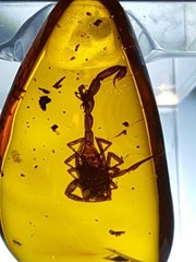 Amber 90 million yo only full-body scorpion jurassic results not far (2)