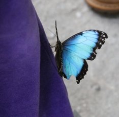 World of Wings, New York, butterflies, turtles, atrium, (7)a