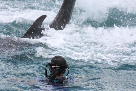 Dolphin Trainer, Dolphin Quest, Bermuda, Hawaii, baby dolphins, feeding dolphins, gating, measuring, loving dolphins (15)