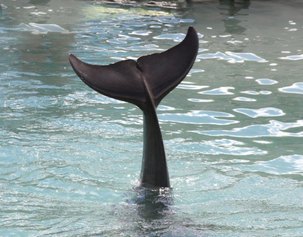 Dolphin Trainer, Dolphin Quest, Bermuda, Hawaii, baby dolphins, feeding dolphins, gating, measuring, loving dolphins (26)